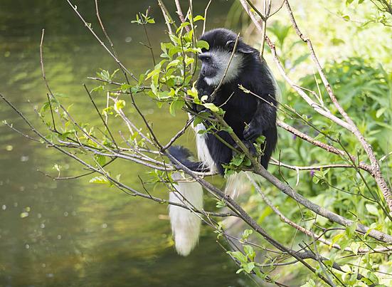 Wildlife in Liberia's forest