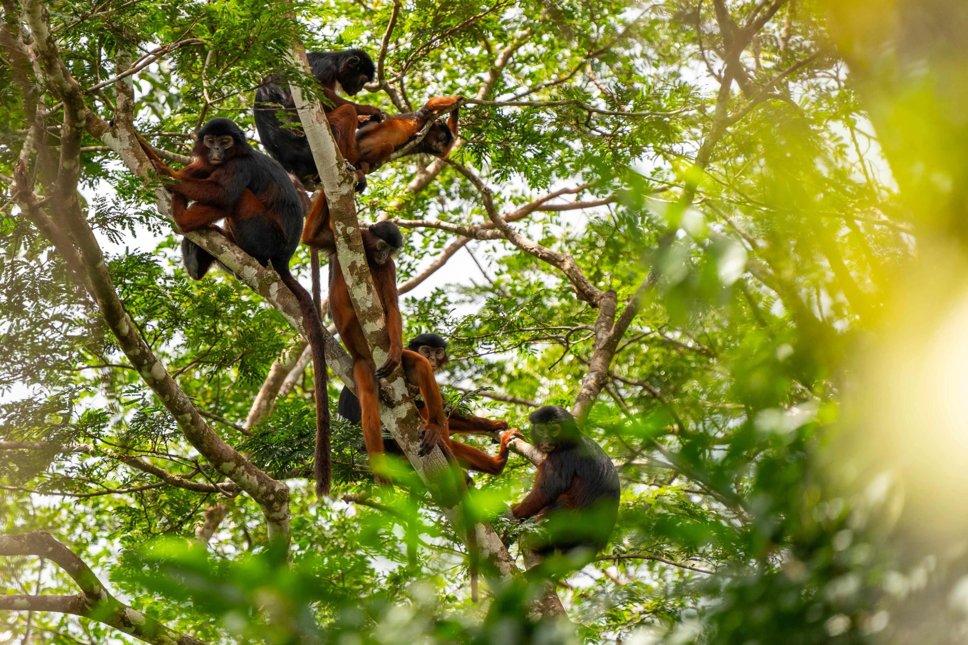 Monkey in Liberia's natural habitat